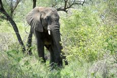 Afrikanischer Elefant (4 von 131).jpg
